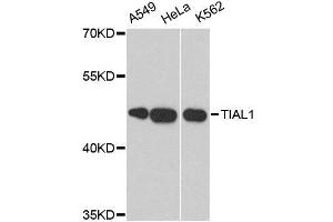 Western blot analysis of extracts of various cell lines, using TIAL1 antibody. (TIAL1 anticorps  (AA 266-375))