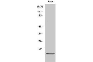 Western Blotting (WB) image for anti-CDC42 Effector Protein (Rho GTPase Binding) 5 (CDC42EP5) (N-Term) antibody (ABIN3174297) (CDC42EP5 anticorps  (N-Term))