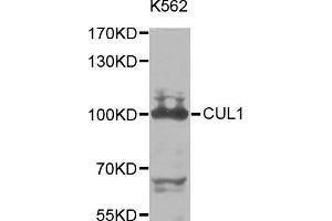 Western blot analysis of extracts of K-562 cells, using CUL1 antibody (ABIN5971163) at 1/1000 dilution. (Cullin 1 anticorps)