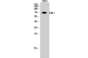 Western Blot (WB) analysis of K562 cells using GNL1 Polyclonal Antibody.