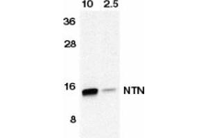 Image no. 1 for anti-Neurturin (NRTN) (AA 178-193) antibody (ABIN201348) (Neurturin anticorps  (AA 178-193))