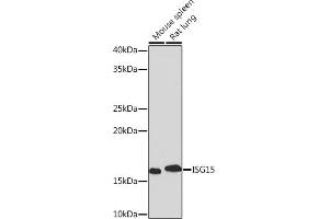 Western blot analysis of extracts of various cell lines, using ISG15 Rabbit mAb (ABIN7268023) at 1:1000 dilution.