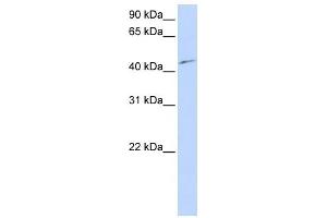 Western Blot showing PCTK3 antibody used at a concentration of 1-2 ug/ml to detect its target protein. (CDK18 anticorps  (N-Term))