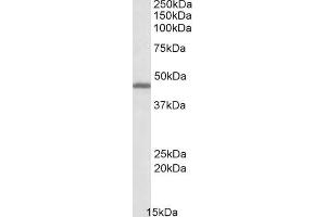 ABIN571066 (0. (GPR17 anticorps  (C-Term))