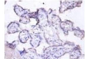 Immunohistochemistry analysis of Lactadherin Antibody using paraffin-embeded human placenta at a dilution of 1/00. (MFGE8 anticorps  (AA 25-334) (FITC))