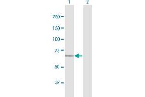 Western Blot analysis of MAN1C1 expression in transfected 293T cell line by MAN1C1 MaxPab polyclonal antibody.