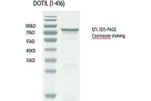 Recombinant DOT1L (1-416), active protein gel. (DOT1L Protein (AA 1-416) (GST tag))