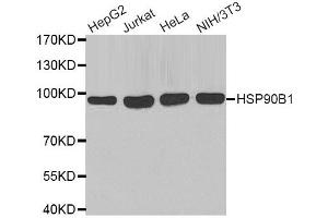 Western Blotting (WB) image for anti-Heat Shock Protein 90kDa beta (Grp94), Member 1 (HSP90B1) antibody (ABIN1980288)