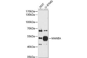 Western blot analysis of extracts of various cell lines, using MANEA antibody (ABIN6128266, ABIN6143458, ABIN6143459 and ABIN6214962) at 1:1000 dilution.