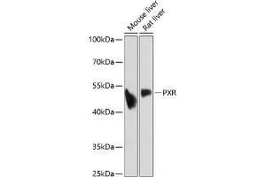Western blot analysis of extracts of various cell lines using PXR Polyclonal Antibody at dilution of 1:1000. (NR1I2 anticorps)