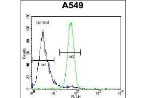 FSTL1 Antibody (C-term) (ABIN654491 and ABIN2844224) flow cytometric analysis of A549 cells (right histogram) compared to a negative control cell (left histogram). (FSTL1 anticorps  (C-Term))