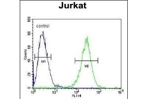 P1 Antibody (Center) (ABIN654665 and ABIN2844361) flow cytometric analysis of Jurkat cells (right histogram) coared to a negative control cell (left histogram). (MPP1 anticorps  (AA 301-327))