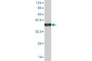 Western Blot detection against Immunogen (36.