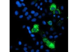 Image no. 10 for anti-Mitochondrial Ribosomal Protein S27 (MRPS27) (AA 151-414) antibody (ABIN1490963)