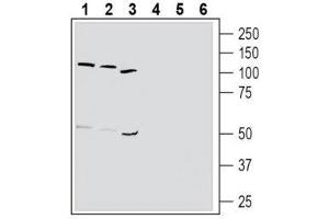 Western blot analysis of human K562 chronic myelogenous leukemia cell line lysate (lanes 1 and 4), human HL-60 promyelocytic leukemia cell line lysate (lanes 2 and 5) and human MEG-01 megakaryoblastic leukemia cell line lysate (lanes 3 and 6): - 1-3. (TBXA2R anticorps  (Extracellular, N-Term))