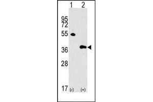 Image no. 1 for anti-G protein beta subunit-like (GBL) (Middle Region) antibody (ABIN360719) (GBL anticorps  (Middle Region))