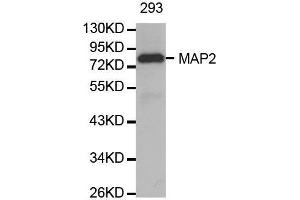 Western blot analysis of extracts of 293 cell line, using MAP2 antibody. (MAP2 anticorps  (AA 260-559))