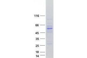 Validation with Western Blot (UBA3 Protein (Transcript Variant 2) (Myc-DYKDDDDK Tag))