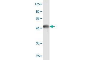 Western Blot detection against Immunogen (47.