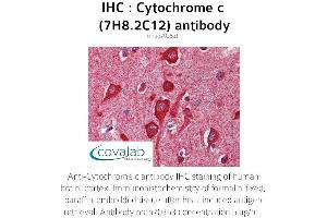 Image no. 1 for anti-Cytochrome C, Somatic (CYCS) antibody (ABIN5693541) (Cytochrome C anticorps)