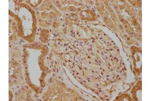 IHC image of ABIN7140082 diluted at 1:100 and staining in paraffin-embedded human kidney tissue performed on a Leica BondTM system. (WWC3 anticorps  (AA 65-85))