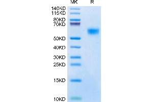Biotinylated Mouse uPAR isoform 1 on Tris-Bis PAGE under reduced condition.