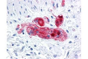 Anti-SCGN antibody IHC of human colon, submucosal plexus.
