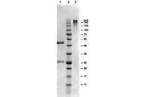 SDS-PAGE results of Goat Gamma Globulin.