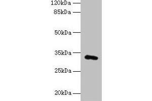 Western blot All lanes: FAM78A antibody at 0. (FAM78A anticorps  (AA 21-283))