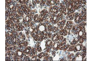 Image no. 3 for anti-Ubiquitin Specific Peptidase 9, X-Linked (USP9X) (AA 2246-2570) antibody (ABIN1491228) (USP9X anticorps  (AA 2246-2570))