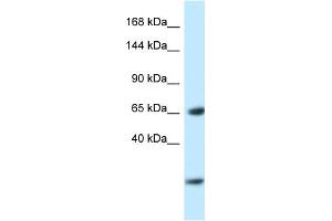 WB Suggested Anti-Ebf3 Antibody   Titration: 1. (EBF3 anticorps  (N-Term))