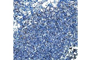 IHC analysis of Cd27 using anti-Cd27 antibody (ABIN7600813).