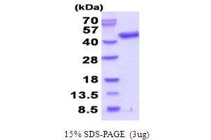 SDS-PAGE (SDS) image for Septin 3 (SEPT3) (AA 1-358) protein (His tag) (ABIN5854018)
