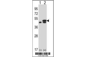 Western blot analysis of EEF1G using rabbit polyclonal EEF1G Antibody using 293 cell lysates (2 ug/lane) either nontransfected (Lane 1) or transiently transfected (Lane 2) with the EEF1G gene. (EEF1G anticorps  (AA 208-237))