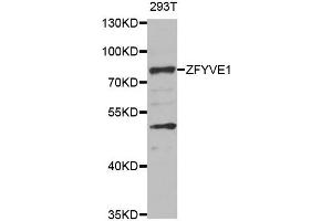Western blot analysis of extracts of 293T cell line, using ZFYVE1 antibody. (ZFYVE1 anticorps)