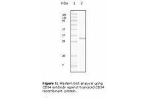 Image no. 1 for anti-CD34 (CD34) antibody (ABIN232132) (CD34 anticorps)