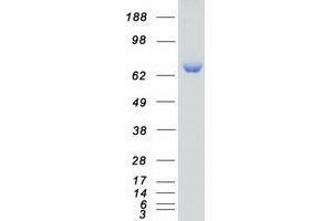 SCY1-Like 3 (SCYL3) (Transcript Variant 1) protein (Myc-DYKDDDDK Tag)
