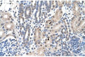 Human kidney (FAM174B anticorps  (C-Term))
