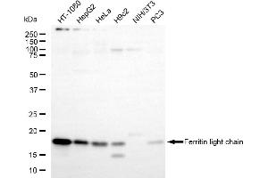 Western blotting analysis using ferritin light chain antibody (ABIN7798597).