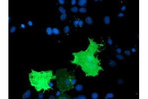 Anti-TULP3 mouse monoclonal antibody (ABIN2455457) immunofluorescent staining of COS7 cells transiently transfected by pCMV6-ENTRY TULP3 (RC207595). (TULP3 anticorps)