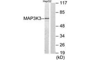 Western blot analysis of extracts from HepG2 cells, using MAP3K3 Antibody. (MAP3K3 anticorps  (AA 101-150))