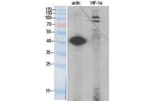 Western Blotting (WB) image for anti-Hypoxia Inducible Factor 1, alpha Subunit (Basic Helix-Loop-Helix Transcription Factor) (HIF1A) (Internal Region) antibody (ABIN3185003) (HIF1A anticorps  (Internal Region))