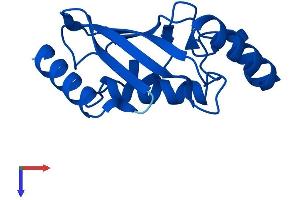 AlphaFold protein structure predicition of Human Recombinant UBE2D1 Protein, UniprotID P51668