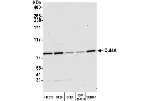 Western Blotting (WB) image for anti-Cullin 4A (CUL4A) (C-Term) antibody (ABIN7453591) (Cullin 4A anticorps  (C-Term))