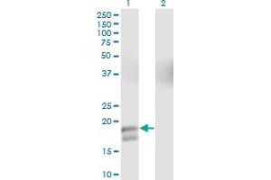 Western Blot analysis of GCG expression in transfected 293T cell line by GCG monoclonal antibody (M01), clone 2D3-2B11. (Glucagon anticorps  (AA 1-180))