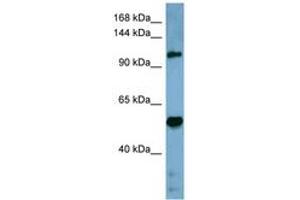 Image no. 1 for anti-COBL-Like 1 (COBLL1) (AA 899-948) antibody (ABIN6741782) (COBLL1 anticorps  (AA 899-948))