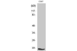 Western Blotting (WB) image for anti-Transforming Growth Factor, alpha (TGFA) (C-Term) antibody (ABIN3177696) (TGFA anticorps  (C-Term))