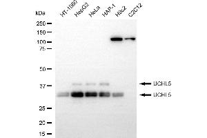 Western blotting analysis using UCHL5 antibody (ABIN7800711).