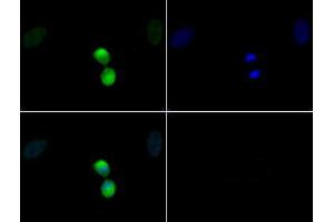 Immunofluorescence of Rabbit Anti-Histone H3 [p Thr11] Antibody. (Histone 3 anticorps  (pThr11))
