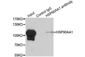 Immunoprecipitation analysis of 200ug extracts of HeLa cells using 1ug HSP90AA1 antibody. (HSP90AA1 anticorps  (AA 433-732))